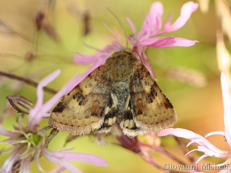 Noctuida da id - Heliothis viriplaca